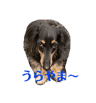 ミニチュアダックスフント ブン太の日常（個別スタンプ：15）