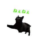 可愛いくろ猫ショコたん（個別スタンプ：1）