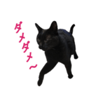 可愛いくろ猫ショコたん（個別スタンプ：2）