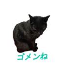 可愛いくろ猫ショコたん（個別スタンプ：3）