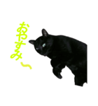 可愛いくろ猫ショコたん（個別スタンプ：5）