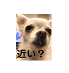 ヤギかもしれない（個別スタンプ：5）