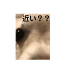 ヤギかもしれない（個別スタンプ：6）