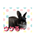 犬とウサギの生活（個別スタンプ：6）