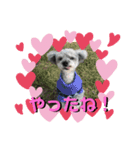 犬とウサギの生活（個別スタンプ：7）