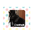 キュートな動物たち（個別スタンプ：3）