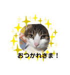 キュートな動物たち（個別スタンプ：4）