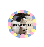 キュートな動物たち（個別スタンプ：8）