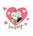 キュートな動物たち（個別スタンプ：16）