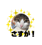 キュートな動物たち（個別スタンプ：17）