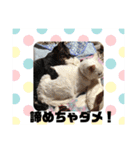 キュートな動物たち（個別スタンプ：24）