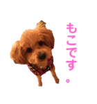 トイプードルの『もこ』（個別スタンプ：1）