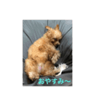 トイプードルの『もこ』（個別スタンプ：6）