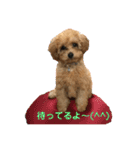 トイプードルの『もこ』（個別スタンプ：8）