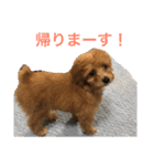トイプードルの『もこ』（個別スタンプ：9）
