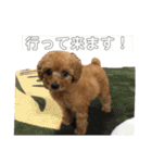 トイプードルの『もこ』（個別スタンプ：10）