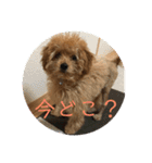 トイプードルの『もこ』（個別スタンプ：11）