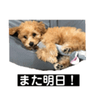 トイプードルの『もこ』（個別スタンプ：15）