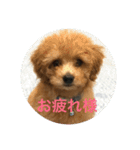 トイプードルの『もこ』（個別スタンプ：16）