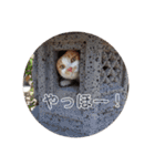 kinako  and kotetsu（個別スタンプ：27）