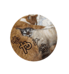 kinako  and kotetsu（個別スタンプ：29）