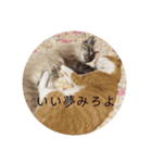 kinako  and kotetsu（個別スタンプ：30）