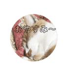 kinako  and kotetsu（個別スタンプ：31）