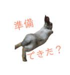 ハニー＆メイプル 2（個別スタンプ：3）