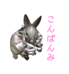 ハニー＆メイプル 2（個別スタンプ：7）