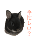 ハニー＆メイプル 2（個別スタンプ：9）