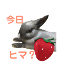 ハニー＆メイプル 2（個別スタンプ：11）