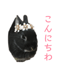 ハニー＆メイプル 2（個別スタンプ：13）