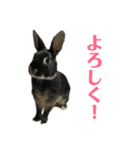 ハニー＆メイプル 2（個別スタンプ：15）