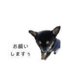 ぷりぷりスタンプ4（個別スタンプ：3）