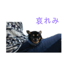 ぷりぷりスタンプ4（個別スタンプ：7）