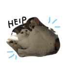 ねこの名言（個別スタンプ：4）