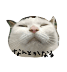 ねこの名言（個別スタンプ：6）