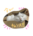 ねこの名言（個別スタンプ：8）