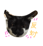 ねこの名言（個別スタンプ：11）