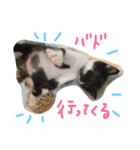 ねこの名言（個別スタンプ：12）
