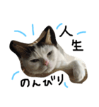 ねこの名言（個別スタンプ：14）