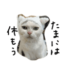 ねこの名言（個別スタンプ：16）