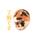 ニャーちゃんのスタンプ（個別スタンプ：2）
