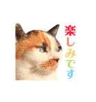 ニャーちゃんのスタンプ（個別スタンプ：3）