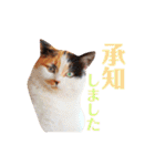 ニャーちゃんのスタンプ（個別スタンプ：4）