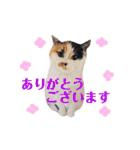 ニャーちゃんのスタンプ（個別スタンプ：5）