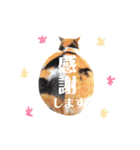 ニャーちゃんのスタンプ（個別スタンプ：6）