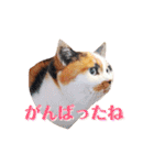 ニャーちゃんのスタンプ（個別スタンプ：9）
