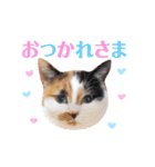 ニャーちゃんのスタンプ（個別スタンプ：10）