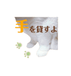 ニャーちゃんのスタンプ（個別スタンプ：11）